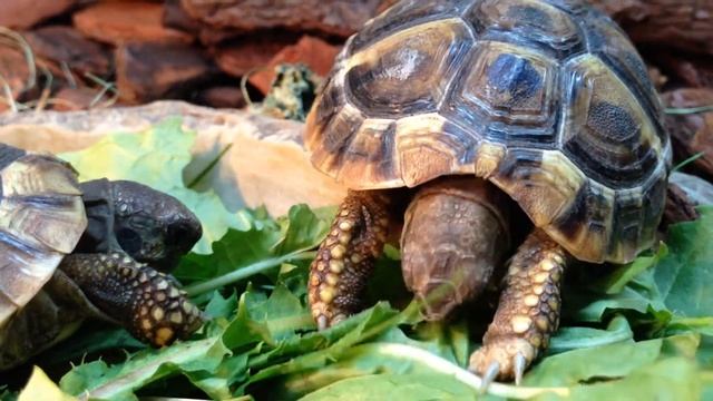 Tortoises eating dandelions ^^ смотреть онлайн