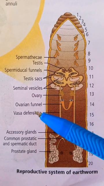 Representative system of earthworm ✍️#reproduction#neet#biology#animals#shorts#biology#shorts#board смотреть онлайн