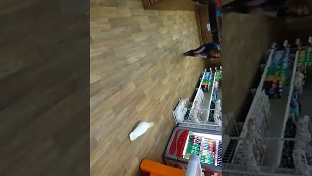 Какаду Евгеша на работе))) смотреть онлайн