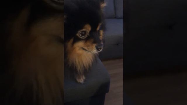 Эти странные животные смотреть онлайн