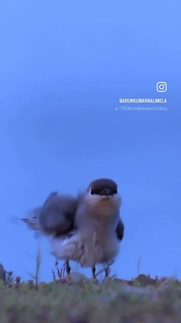 Wildlife Photography | #wildlifephotoghraphy #wildlife #shortsfeed смотреть онлайн