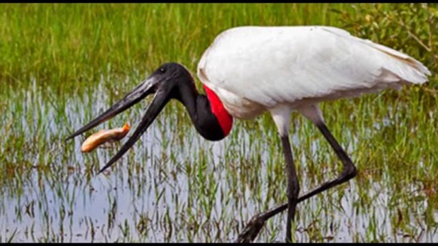 Jaburu - Conheça a ave símbolo do Pantanal. смотреть онлайн