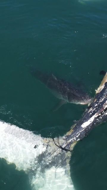 10 foot Great White Shark eating dead whale 0.5 miles off Long Island Coast #shorts #fishing #share смотреть онлайн