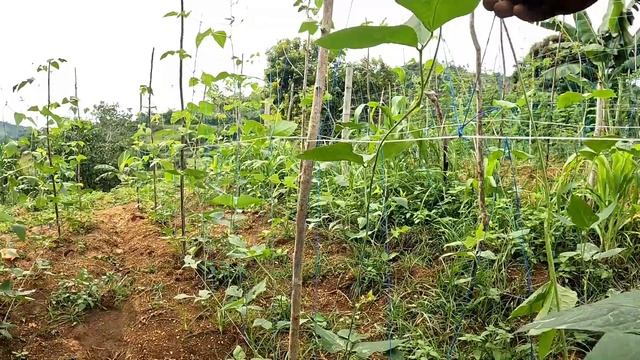 MAY NALIGAW SA FARM NA KALABAW HALOS NAUBOS ANG MAIS NI TATAYRIOT ||BURDZ JASON смотреть онлайн