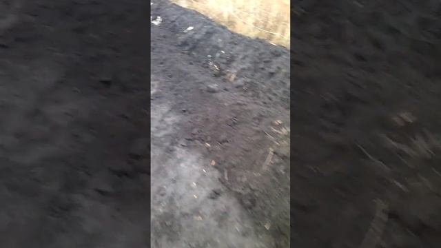 Посадка ремонтантной малины осень 2016. Часть 2