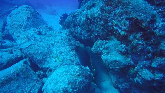 Stenopus смотреть онлайн