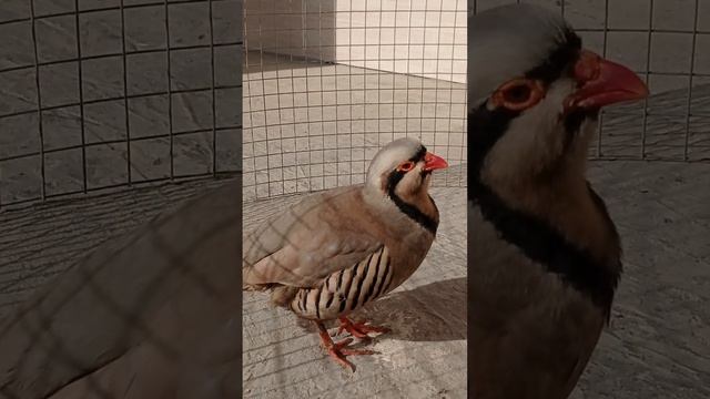 кабки Чанги шикори # смотреть онлайн