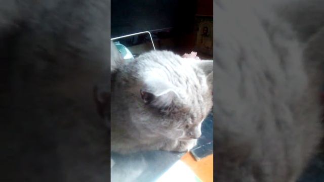 это кошка Сима .нам дали её на 10 дней потому что уезжают в отпуск .(2) смотреть онлайн