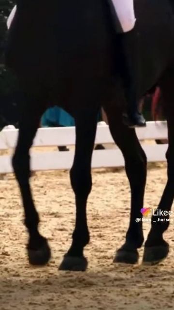 #Конный спорт ❤️ #Красиво #Эстетика конного спорта смотреть онлайн