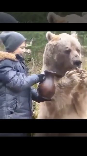 Bear Drinking Water смотреть онлайн