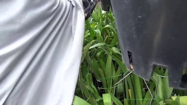 Promo jenis jenis anggrek oncidium yang bunganya indah dan bervariasi смотреть онлайн