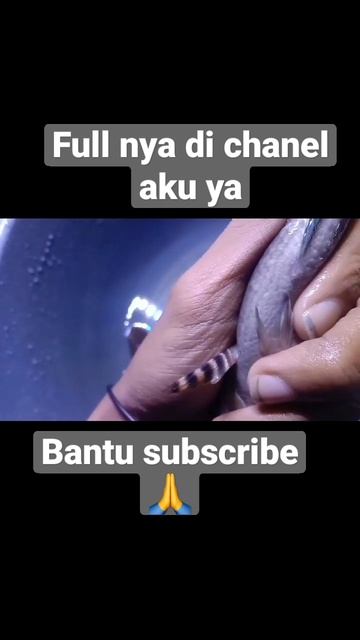 cara membedakan Channa Blue pulcra Jantan & betina || 100% akurat . #breeding #ikan смотреть онлайн