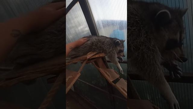 Енотик Тея кушает 2 смотреть онлайн