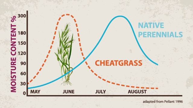 Introduction To Live Fuel Moisture