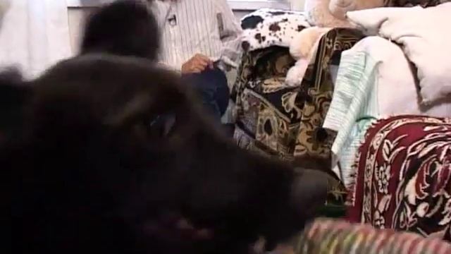 дрессировка 2016 /видео для внутреннего пользования, публичное размещение запрещено/ смотреть онлайн