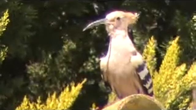 דוכיפת מקנן בתיבת קינון Hoopoe breeding in a nest box in Israel смотреть онлайн