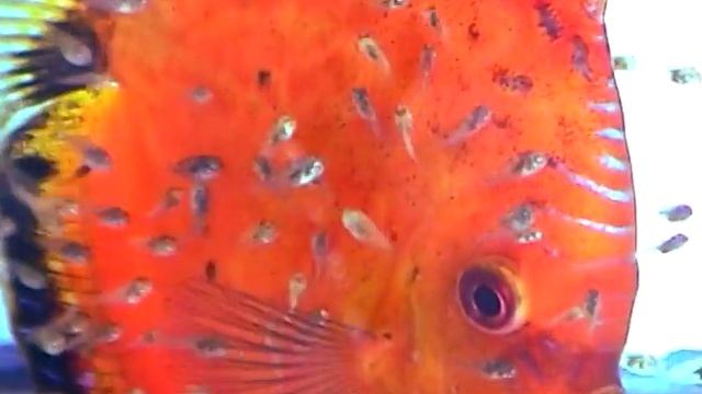 TBAS: Discus Wild Green Male X Red Female смотреть онлайн