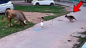 Геройская собака спасает ребёнка – Реальные истории спасения!