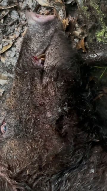 Wild swamp hogs | Feral hogs. Highlight . #outdoors #boarhunting #florida #hunting #hoghunting смотреть онлайн