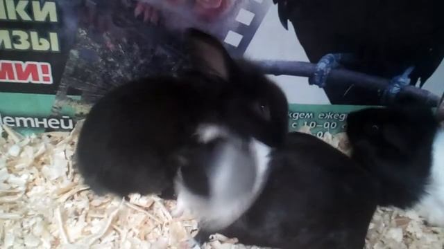 Морские свинки и кролики смотреть онлайн