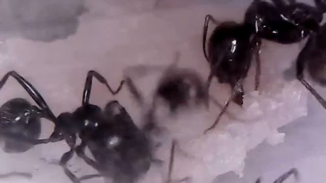 messor barbarus comiendo jamon смотреть онлайн