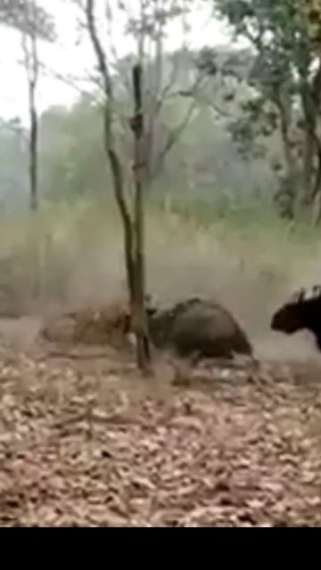 tiger guar attack#shorts смотреть онлайн