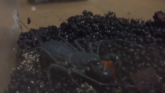 アマミサソリモドキ（ビネガロン）にゴキブリを与えてみた смотреть онлайн