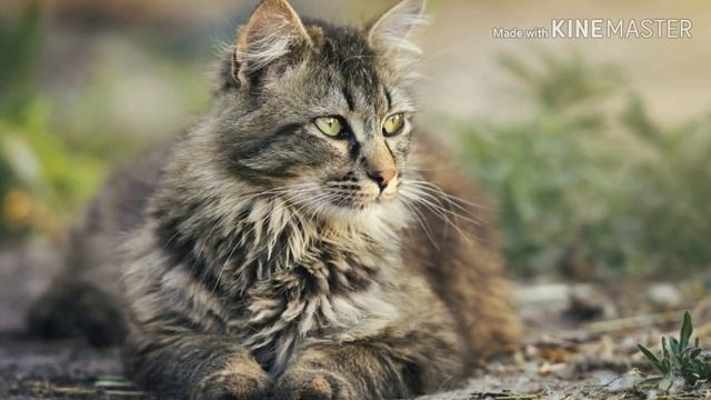 ¿Por qué mi GATO me AMASA? смотреть онлайн