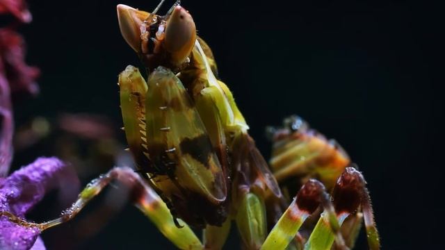 Two Flower Mantids, slideshow смотреть онлайн