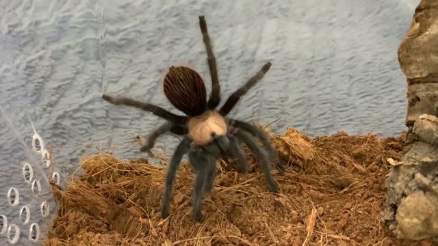 brachypelma albiceps смотреть онлайн