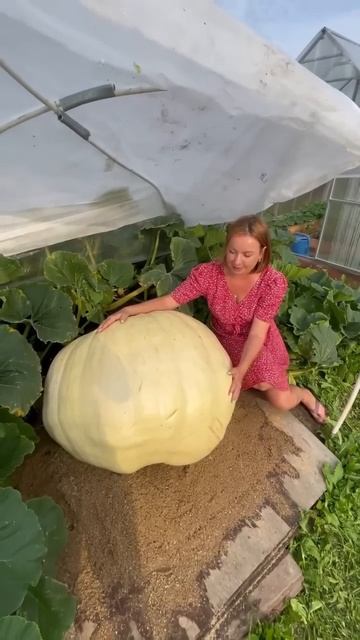 Гигантская тыква от автора poli_na_malina 🎃 смотреть онлайн