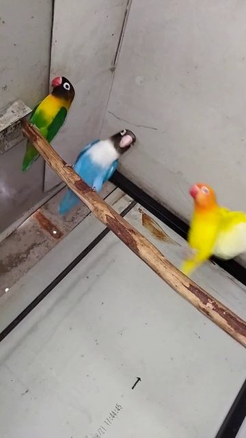 africa love bird #shorts смотреть онлайн