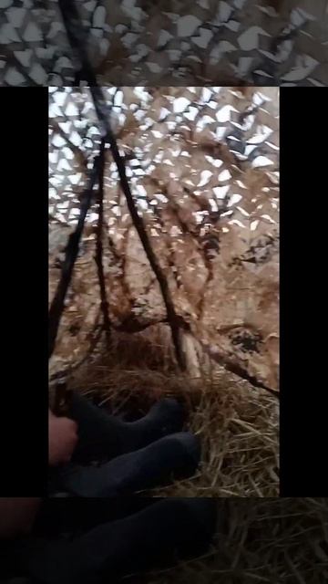 Открытие охоты на гуся, сделали скрадок. смотреть онлайн