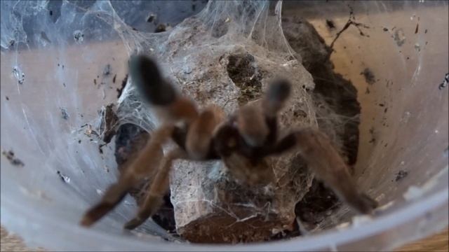 Psalmopoeus pulcher update - threat pose! смотреть онлайн
