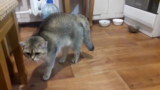 Шадда увидела ужас. Британка золотая шиншилла. смотреть онлайн