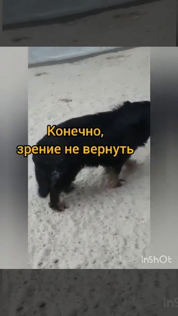 Слепого песика выбросили на улицу. Спасла волонтер, увидела на дороге. Подлечили. Ищем ему СЕМЬЮ🙏 смотреть онлайн