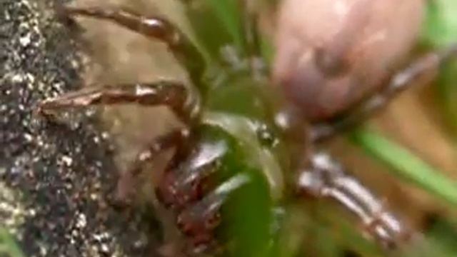 Purse Web Spider - Atypus affinis (Female) смотреть онлайн