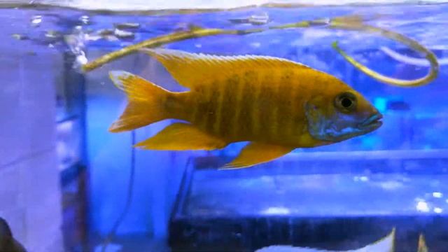 Aulonocara Red Rubin смотреть онлайн