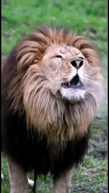 Пусть враг будет как Лев,чем друг словно как шакал. #лев#Животные#тигр#леопард#гепард#рыс#пустын смотреть онлайн