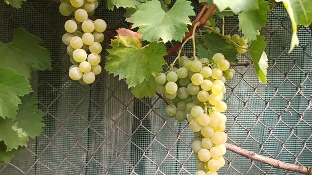 Виноград Цитронний Магарача. 2020р. смотреть онлайн