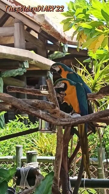 Irresistible Macaws Birds Are Cute #shorts смотреть онлайн