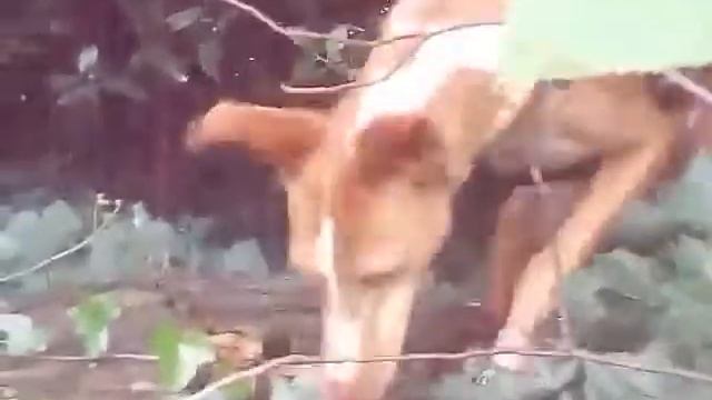 Day after Night - ONA test