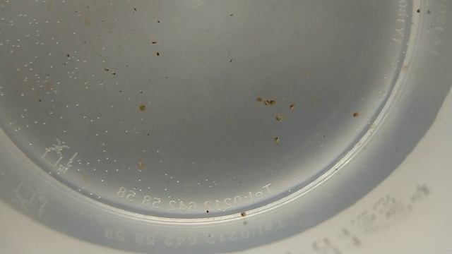 Hatching Nothobranchius guentheri Zanzibar 'red' eggs смотреть онлайн