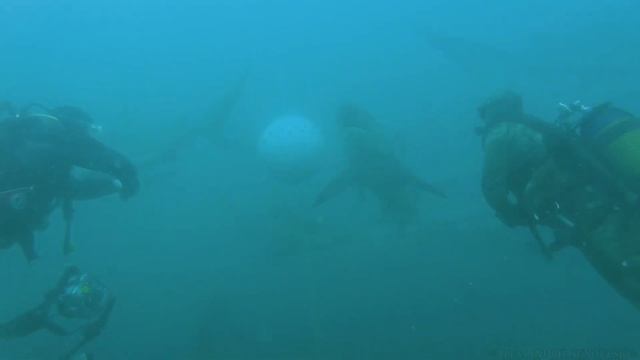 South Africa - Aliwal Shoal смотреть онлайн