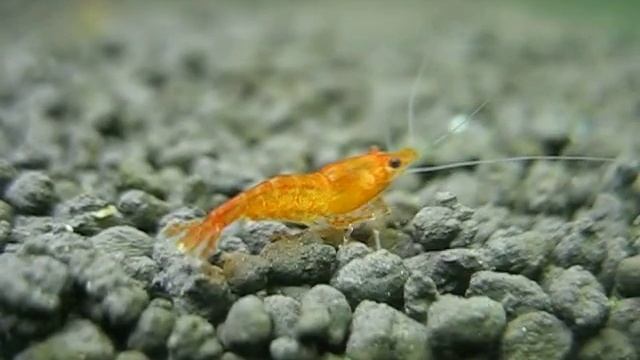 Orange neocaridina heteropoda shrimp смотреть онлайн