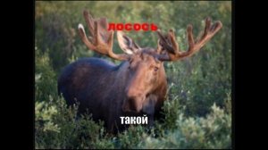 ЛосЬ или ЛососЬ...