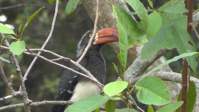 Crowned hornbill 2 смотреть онлайн