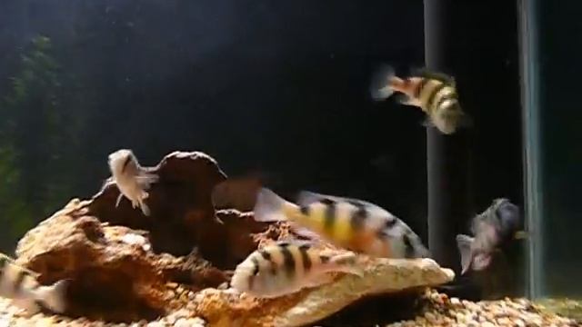 astatotilapia latifasciata смотреть онлайн