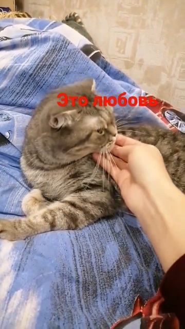 Самая добрая кошка в этом мире🤣 смотреть онлайн