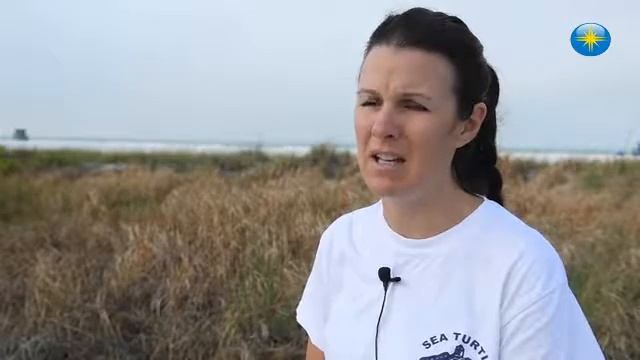 Coqunia Homer of Mote Marine's Sea Turtle Patrol shares some do's and don'ts during sea turtle nest смотреть онлайн